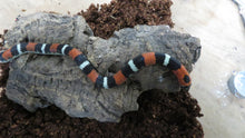 Load image into Gallery viewer, Tri color hognose