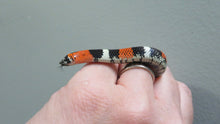 Load image into Gallery viewer, Tri color hognose