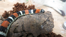Load image into Gallery viewer, Tri color hognose