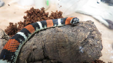 Load image into Gallery viewer, Tri color hognose
