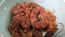 Load image into Gallery viewer, Brazilian Rainbow Boa