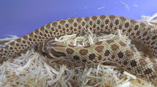 Load image into Gallery viewer, Western Hognose