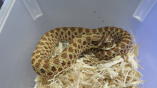 Load image into Gallery viewer, Western Hognose