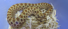 Load image into Gallery viewer, Western Hognose