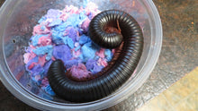 Load image into Gallery viewer, African Giant Millipede