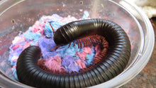 Load image into Gallery viewer, African Giant Millipede