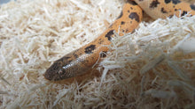 Load image into Gallery viewer, Mueller's High Gold Saharan Sand Boa Female