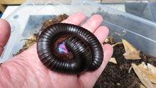 Load image into Gallery viewer, African Giant Millipede