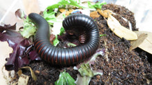 Load image into Gallery viewer, African Giant Millipede