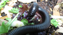 Load image into Gallery viewer, African Giant Millipede