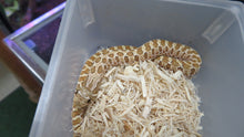 Load image into Gallery viewer, Western Hognose