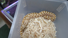 Load image into Gallery viewer, Western Hognose