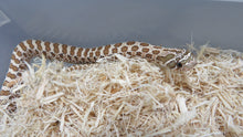 Load image into Gallery viewer, Western Hognose