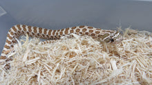 Load image into Gallery viewer, Western Hognose