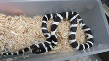 Load image into Gallery viewer, Black & White Banded California King