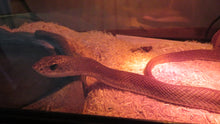 Load image into Gallery viewer, Giant Blonde Hognose Snake