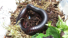 Load image into Gallery viewer, African Giant Millipede