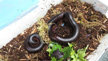 Load image into Gallery viewer, African Giant Millipede