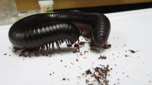 Load image into Gallery viewer, African Giant Millipede