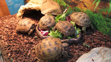 Load image into Gallery viewer, Russian Tortoise Male