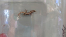 Load image into Gallery viewer, Mourning Gecko (Hawaiian or Yellow Belly)