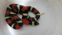 Load image into Gallery viewer, Pueblan Milk Snake Baby