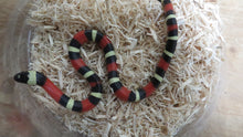 Load image into Gallery viewer, Pueblan Milk Snake Baby