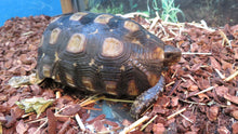 Load image into Gallery viewer, Speke's Hingeback Tortoise