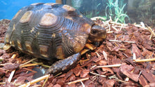 Load image into Gallery viewer, Speke's Hingeback Tortoise