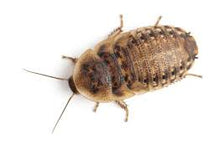 Load image into Gallery viewer, Dubia Roaches 50 count container