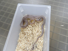 Load image into Gallery viewer, Striped Black Corn Snake
