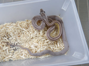 Striped Black Corn Snake