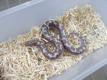 Load image into Gallery viewer, Anery Sand Boa
