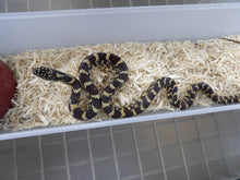 Load image into Gallery viewer, Florida King Snake
