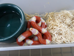 Albino Nelson Milk Snake