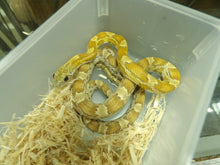 Load image into Gallery viewer, Caramel Sunkissed Corn Snake
