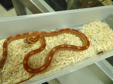 Load image into Gallery viewer, Motley Corn Snake
