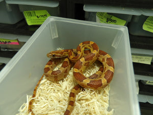 Corn Snake
