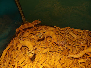 Leopard Gecko (Assorted colors)
