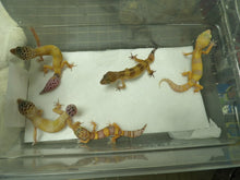 Load image into Gallery viewer, Leopard Gecko (Assorted colors)
