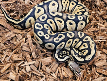 Load image into Gallery viewer, Pastel Cypress Het Hypo
