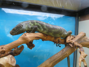 Monkey-tailed Skink Juvenile Male