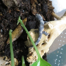 Load image into Gallery viewer, Chameleon Gecko E. agricolae
