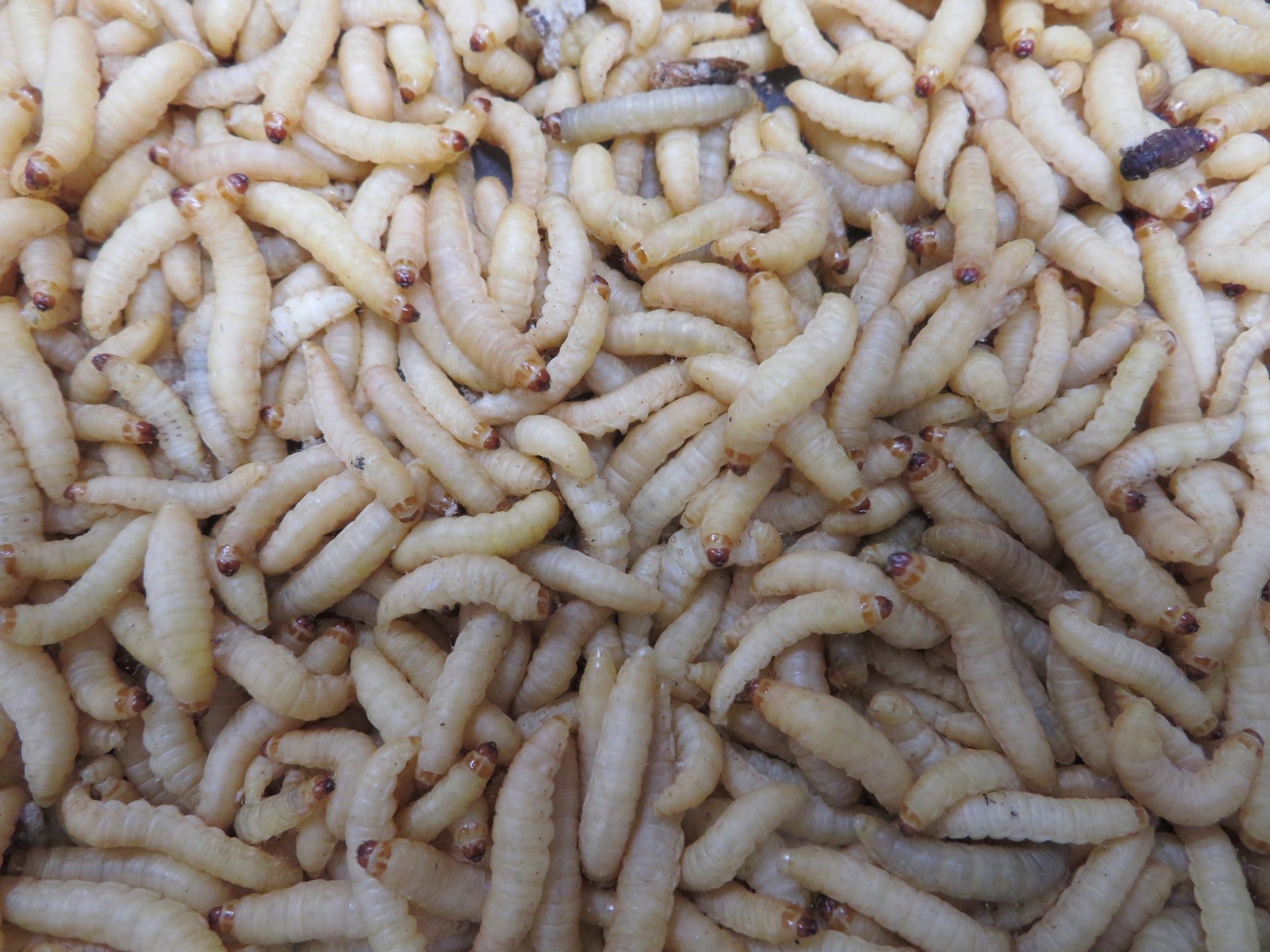 Wax Worms Stingers Reptile Specialty