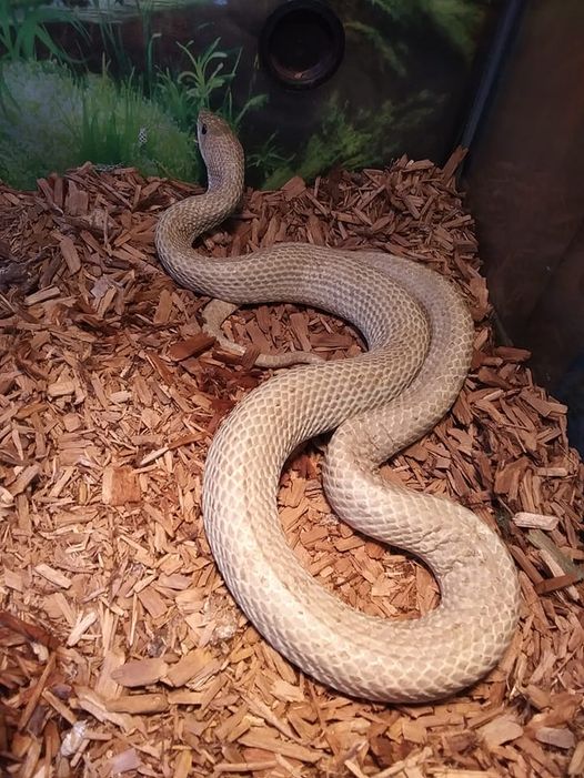 Madagascan Giant Blonde Hognose Snake