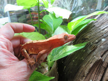 Load image into Gallery viewer, Red Crested Gecko juvenile
