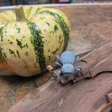 Load image into Gallery viewer, Blue Death Feigning Beetle
