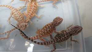 Baby Bearded Dragon Package Special!  Combination Baby Dragon & Setup