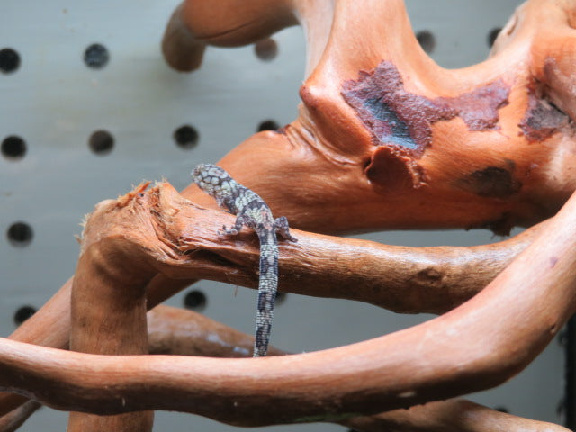 Chameleon Gecko