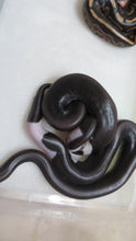 Load image into Gallery viewer, Panda Pied Ball Python
